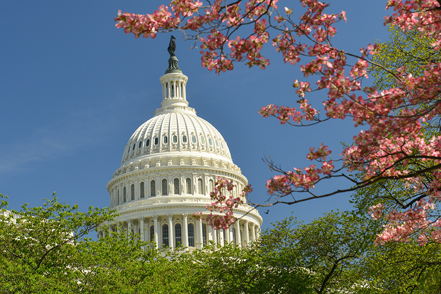 DC Capitol Dome Cherry Blossoms