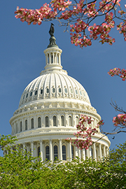 DC Capitol Dome Cherry Blossoms portrait