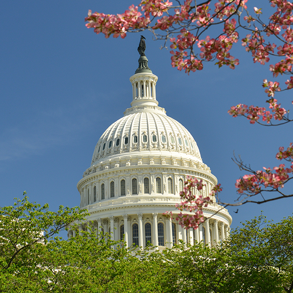 Capitol Dome Cherry Blossoms Square