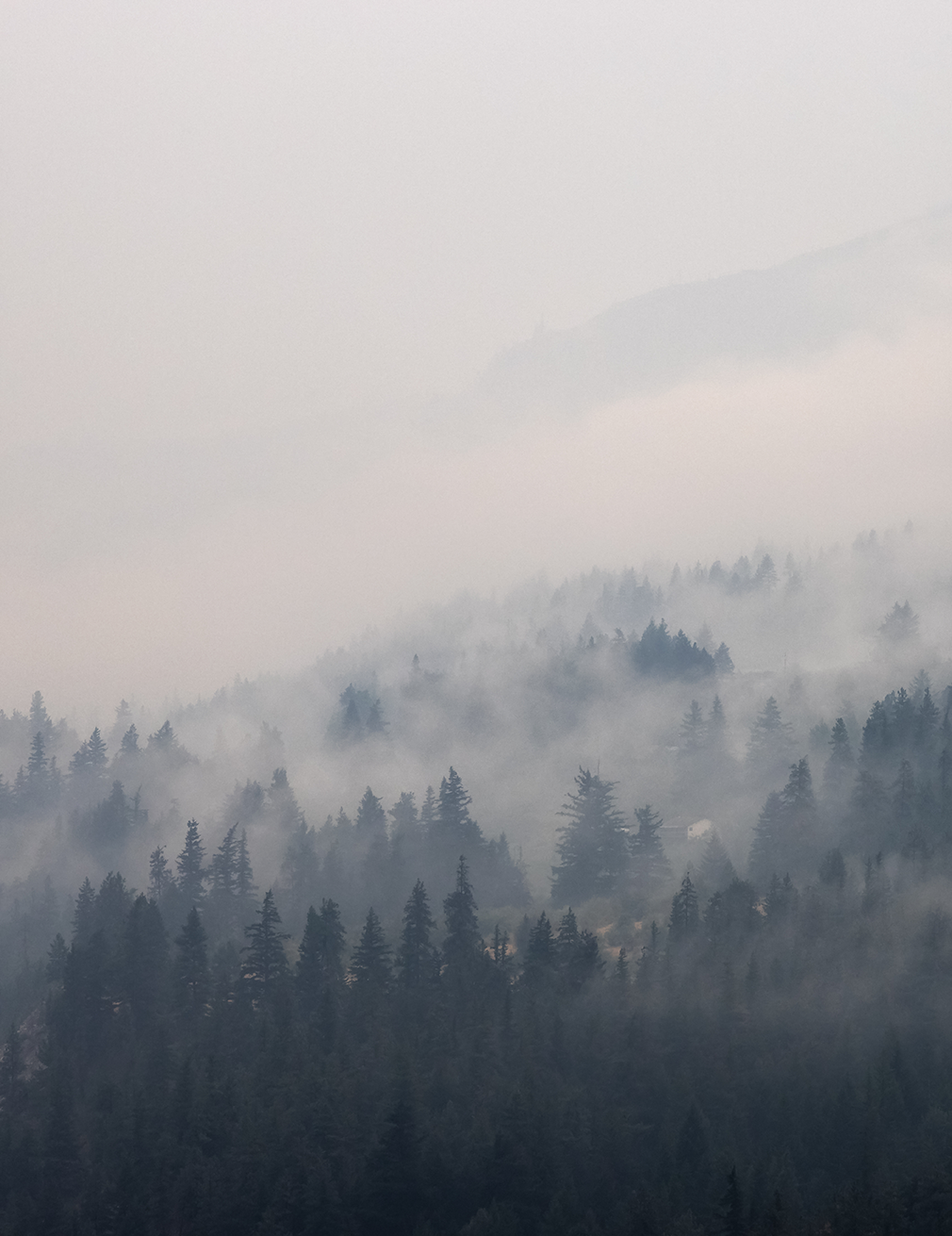 Wildfire Smoke Forest